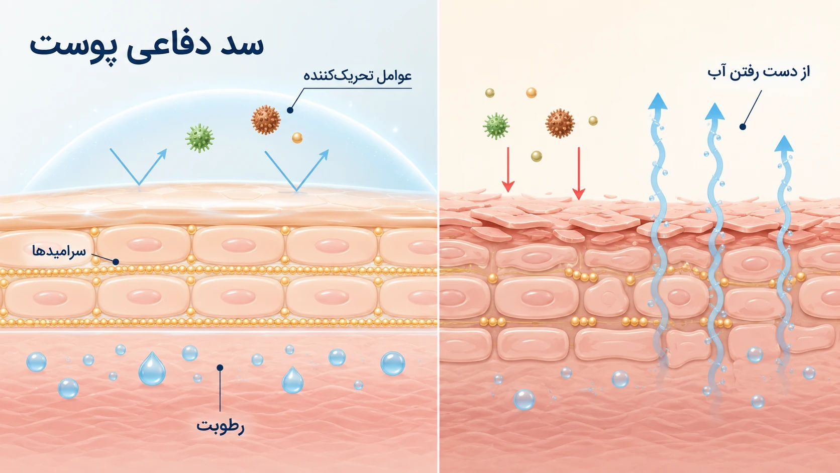 اینفوگرافیک سد دفاعی پوست و نقش رطوبت، سرامیدها و از دست رفتن آب