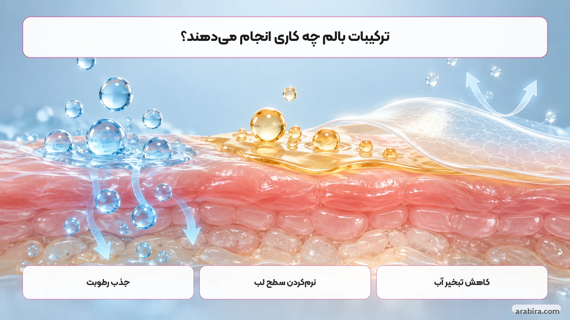 نمای مقطعی ساده از عملکرد ترکیبات جاذب رطوبت، نرمکننده و محافظ در بالم لب