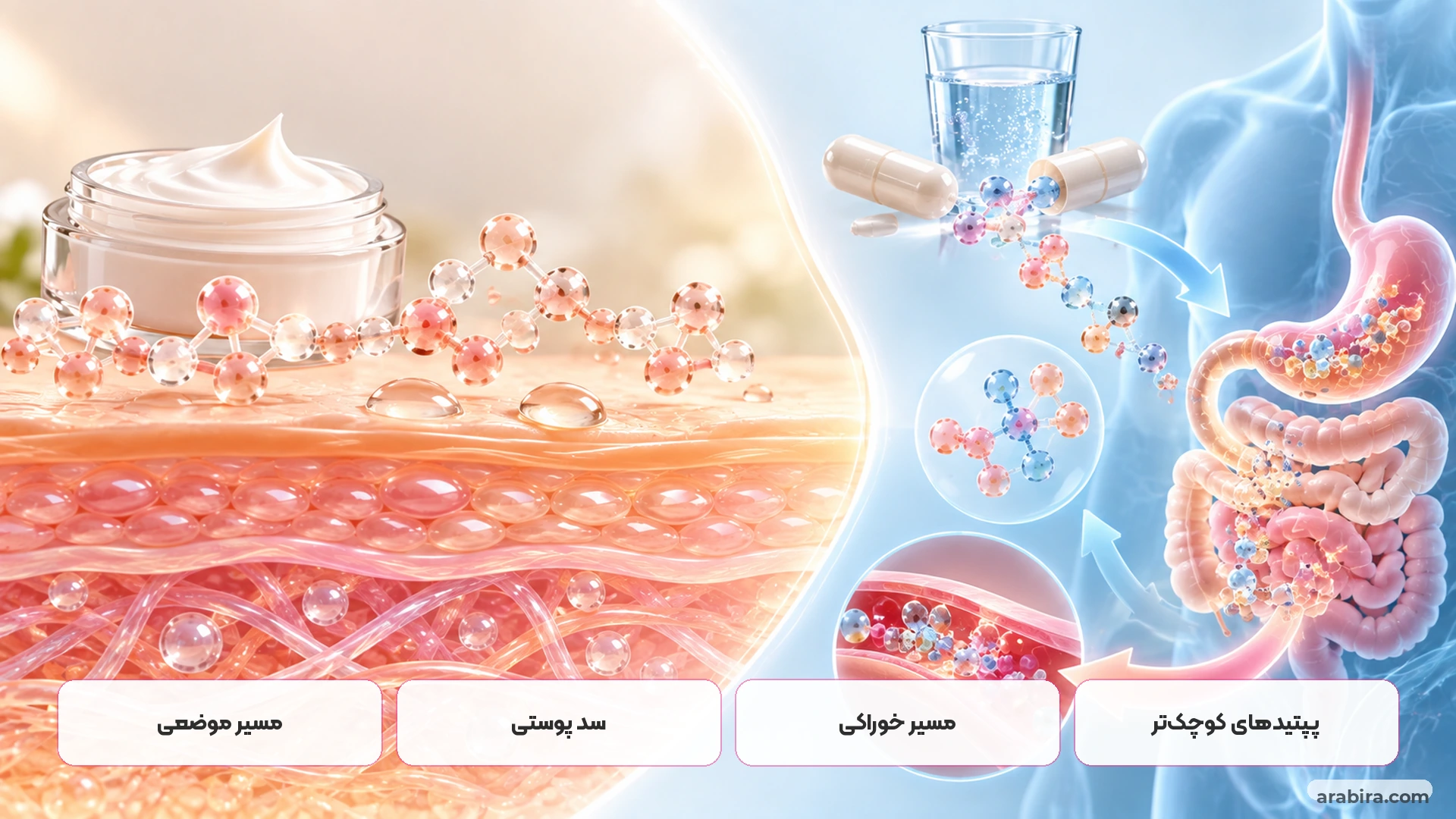 مقایسه مسیر کلاژن موضعی و کلاژن خوراکی در بدن